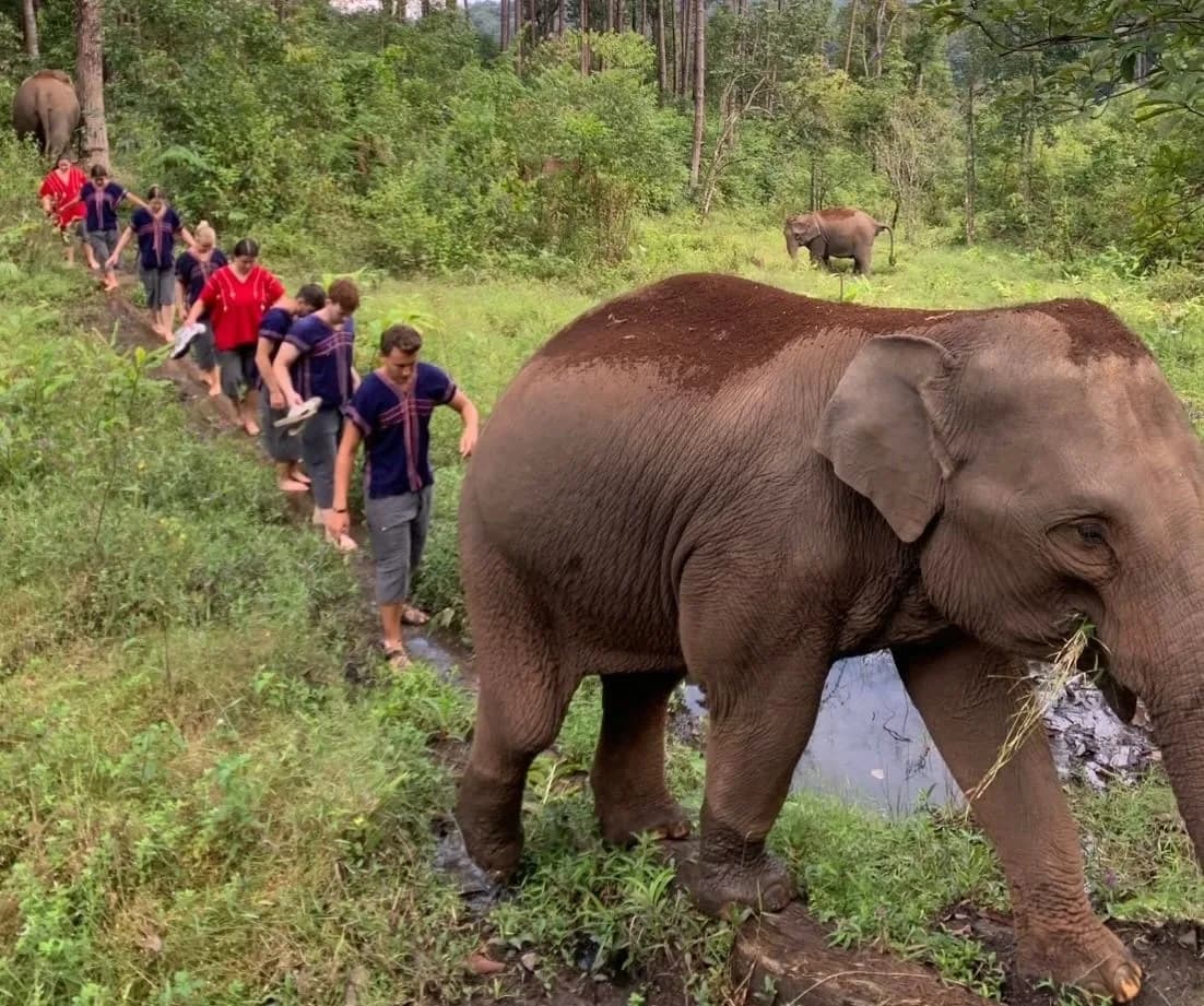 Guests walking single file along a trail beside an elephant that is grazing freely — nobody is riding