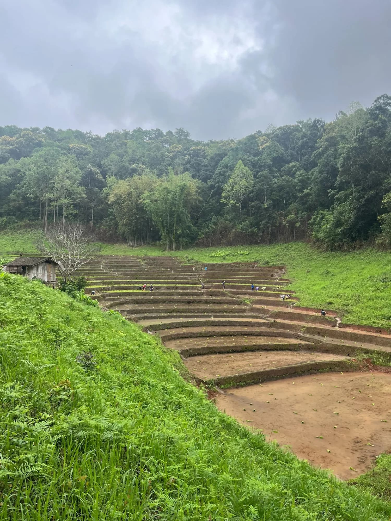 Curved terraced rice paddies cut into the valley floor, with people planting seedlings and forest behind