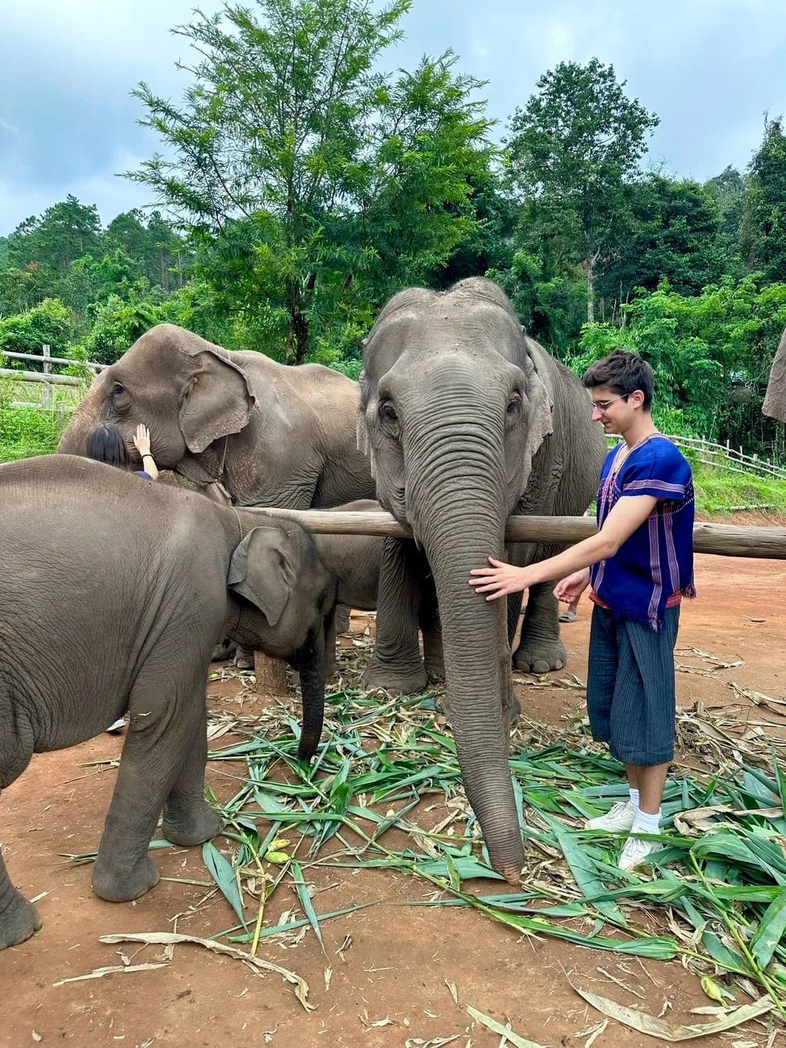 Guests walking single file along a trail beside an elephant that is grazing freely — nobody is riding