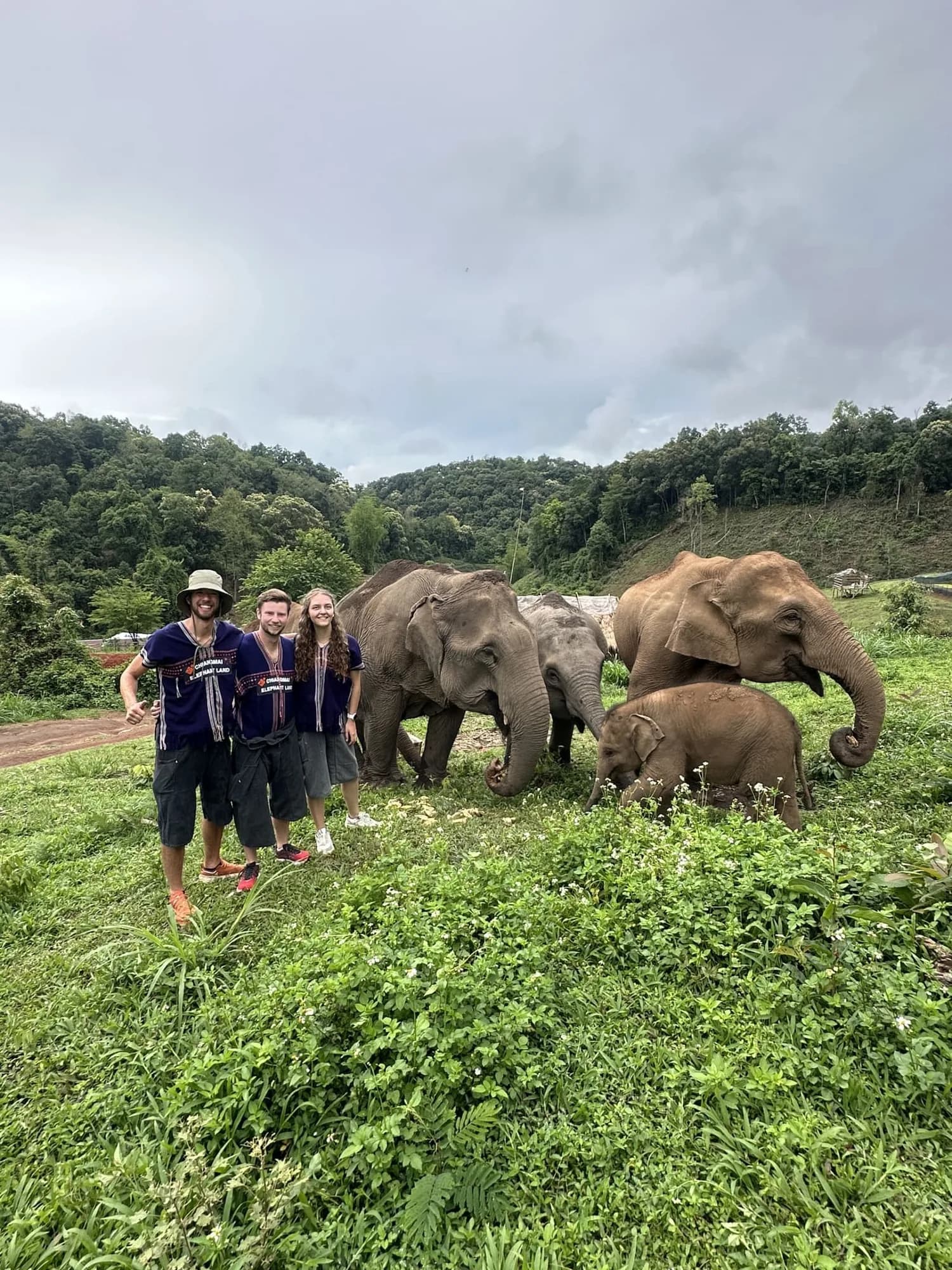 Three guests standing on the grass a few metres from four elephants that are feeding