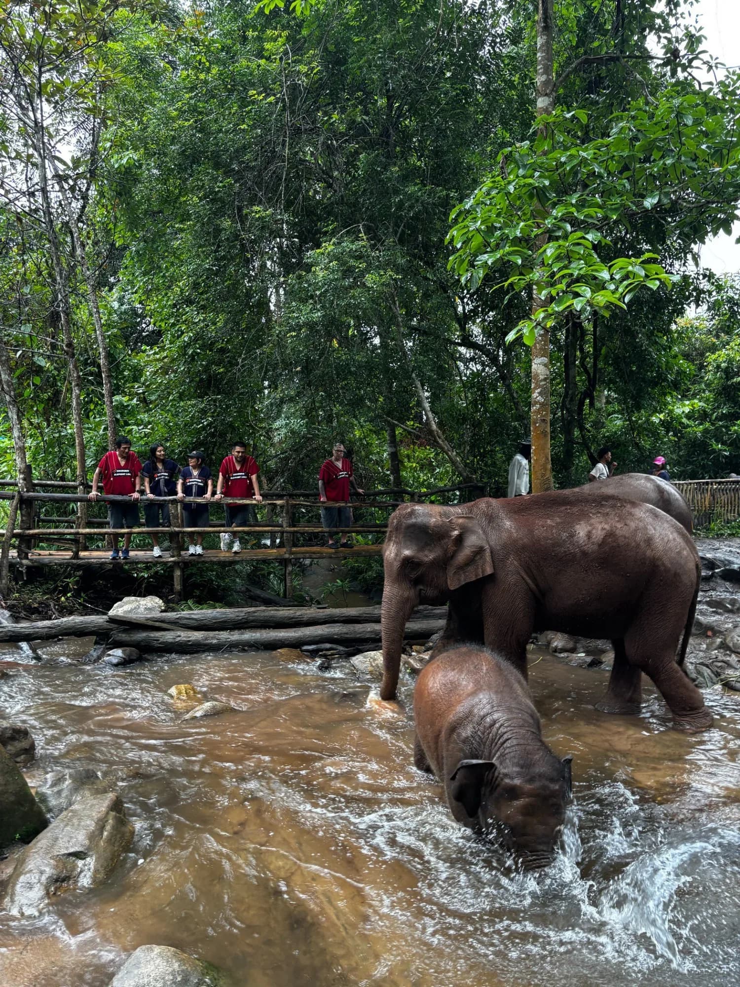 Full Day Experience at Lakerpor Elephant
