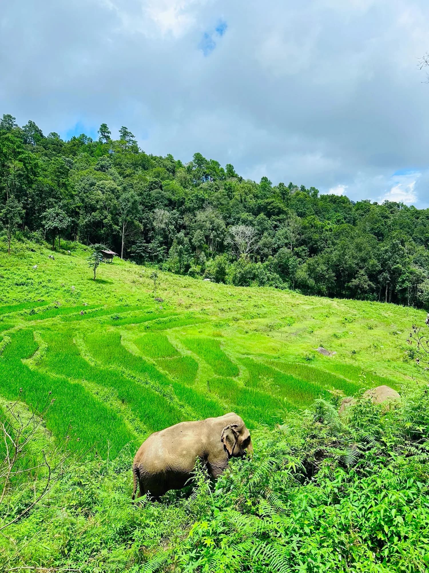 Lakerpor Elephant sanctuary