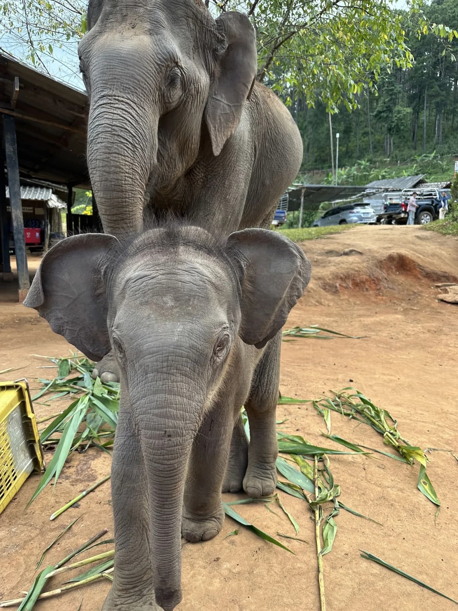 A calf standing in front of its mother, both facing the camera, bamboo leaves scattered on the ground