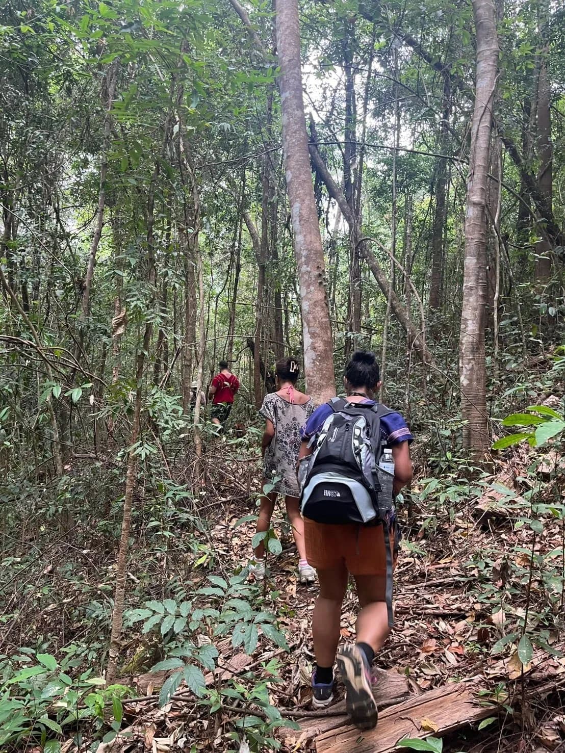 Guests trekking in single file along a leaf-covered trail through tall forest