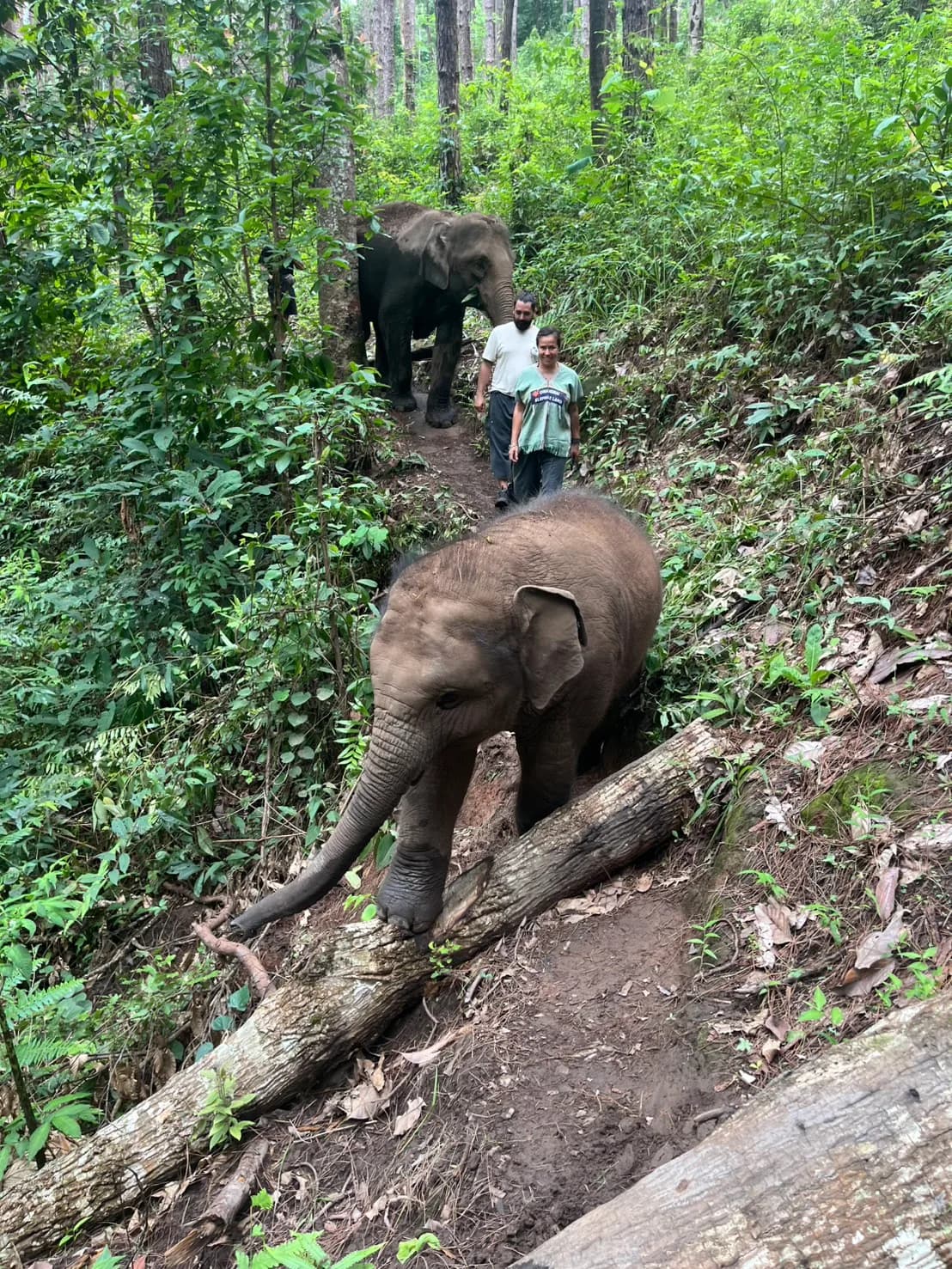 Half Day Morning at Lakerpor Elephant