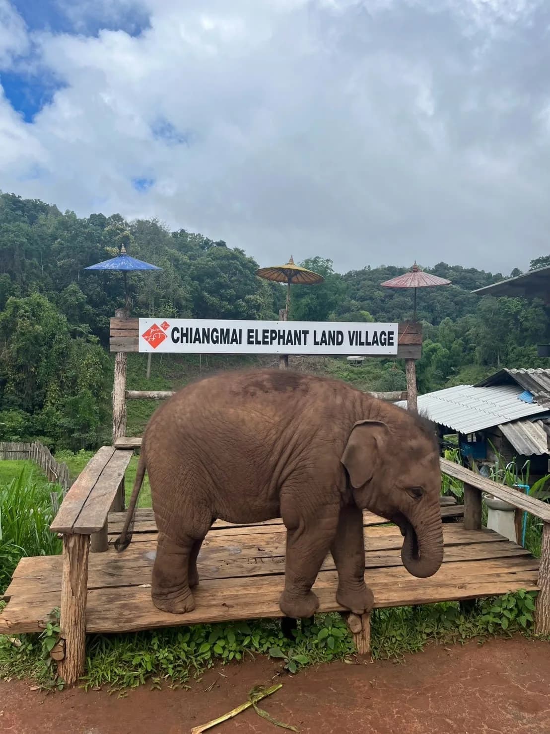 A young elephant standing beside the Chiangmai Elephant Land Village entrance sign