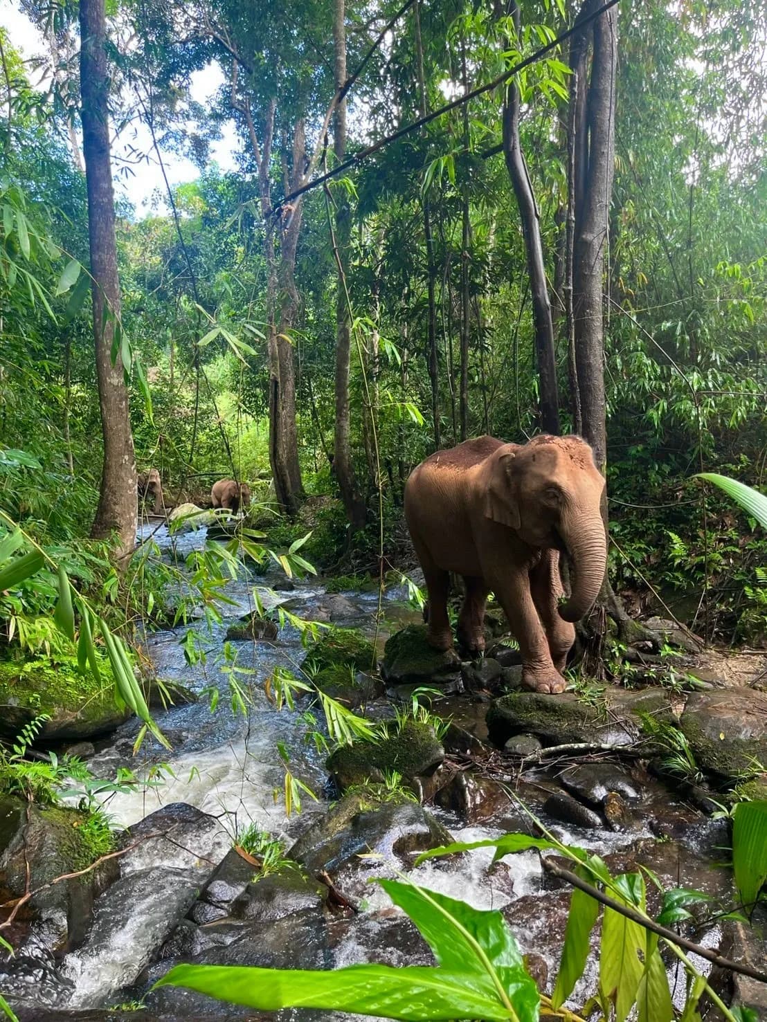Full Day Experience at Lakerpor Elephant