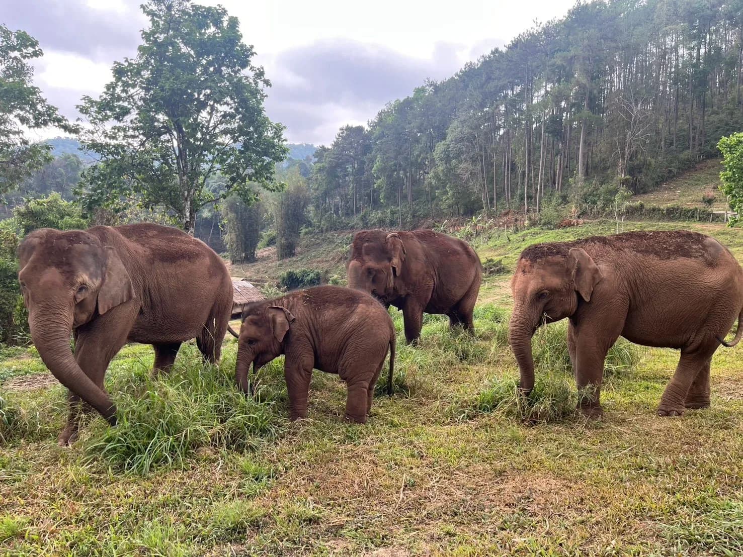 Four elephants, including a calf, grazing together on cut grass in an open field