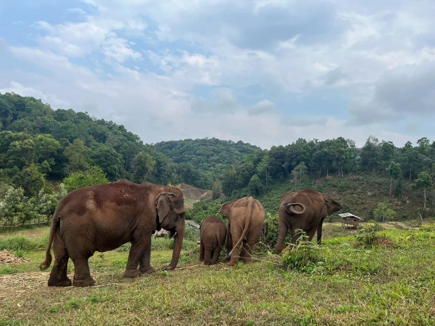 A herd of four elephants feeding on tall grass on an open hillside above the valley