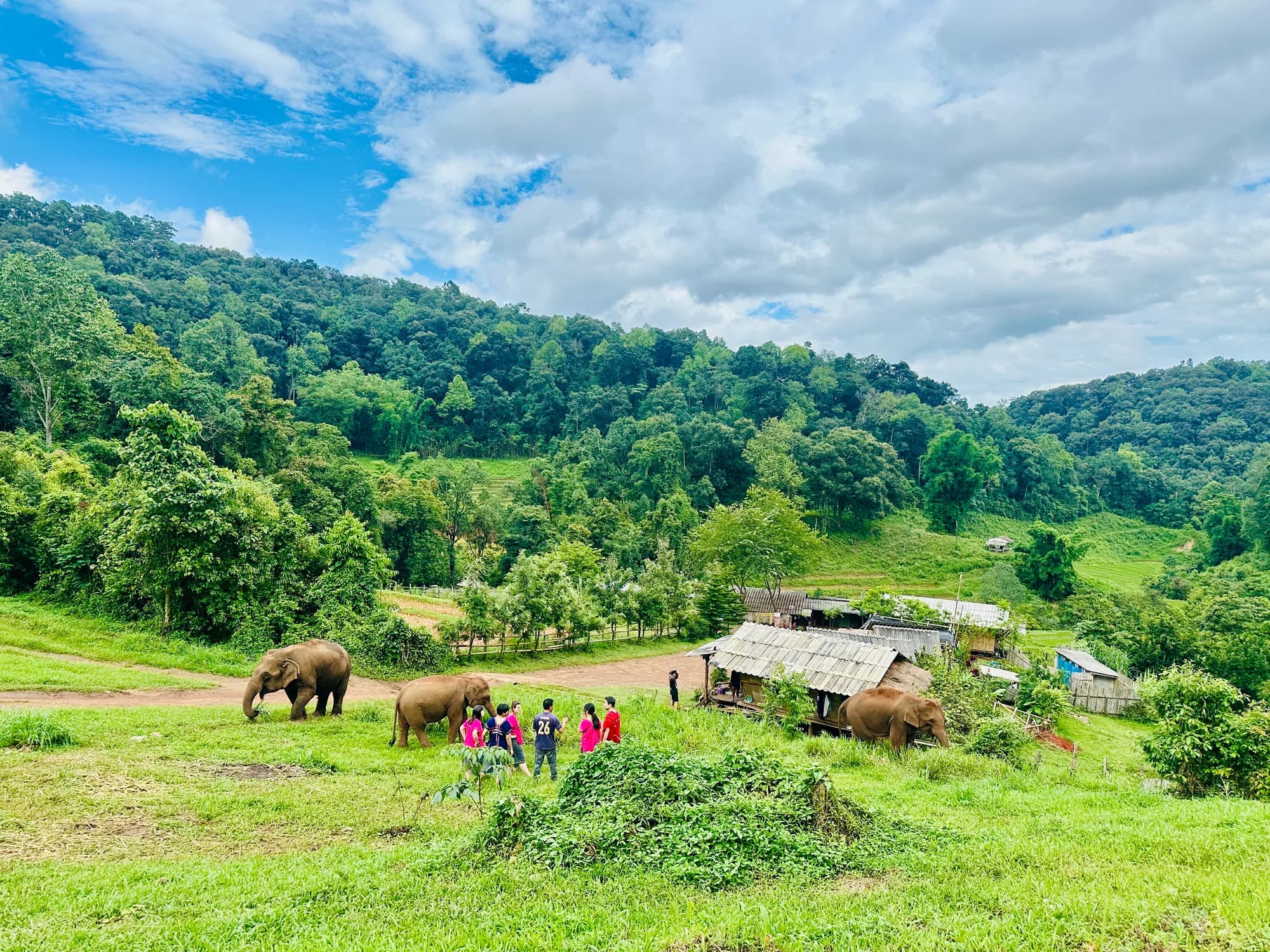 Experience life alongside the elephants and immerse yourself in the peaceful surroundings of our Chiang Mai elephant sanctuary