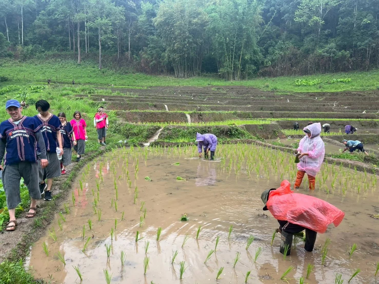 Guests walking past a flooded rice paddy while local farmers plant seedlings by hand