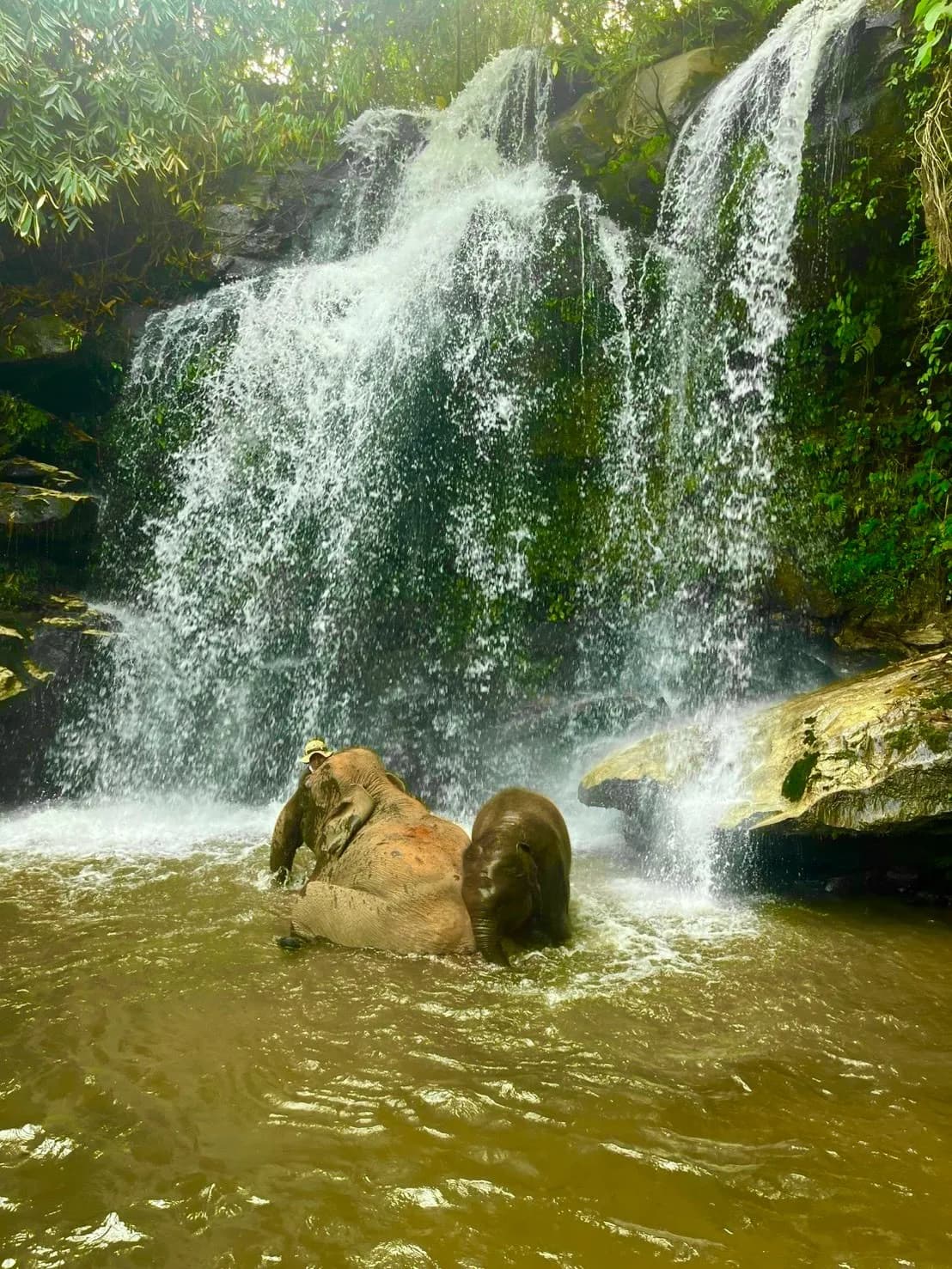 Half Day Morning at Lakerpor Elephant