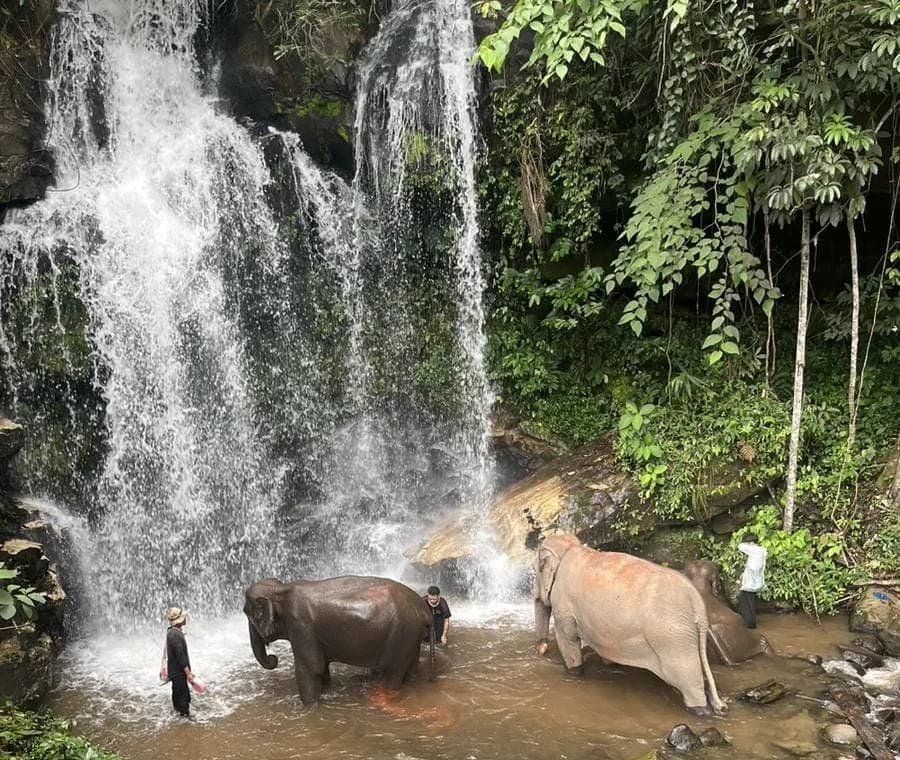Two elephants bathing in the plunge pool beneath the waterfall, mahouts standing back on the bank